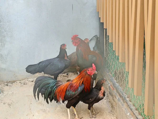 Gamecocks in the zoo cage — Stock Photo, Image