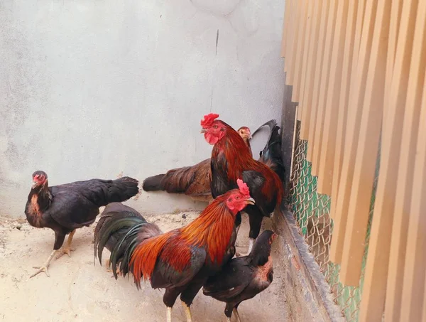 Gamecocks in the zoo cage — Stock Photo, Image