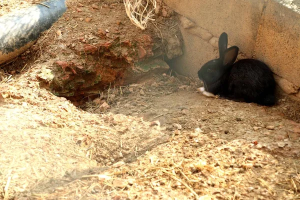Conejo en la jaula del zoológico — Foto de Stock