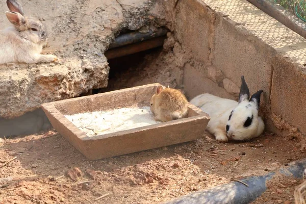 Rabbit in the zoo cage — Stock Photo, Image