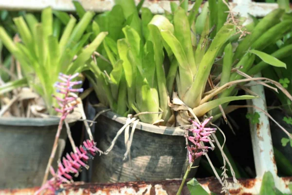 Bromeliad flor para la decoración —  Fotos de Stock