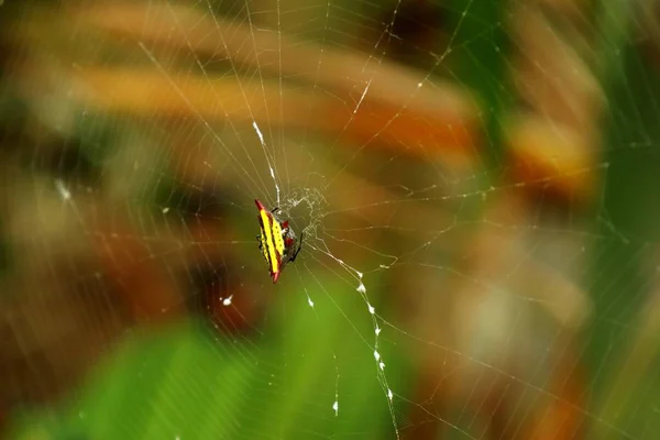 Spider on the webs — Stock Photo, Image