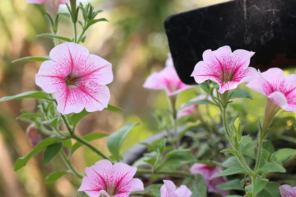 Petunienblüten in tropischen Farben — Stockfoto