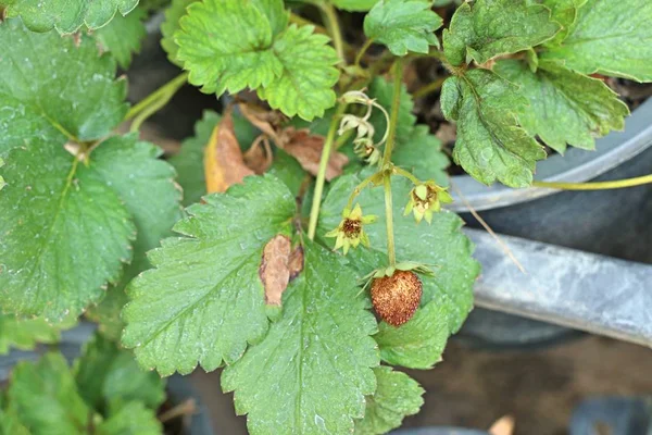 Strawberry plant in the garden — Stock Photo, Image