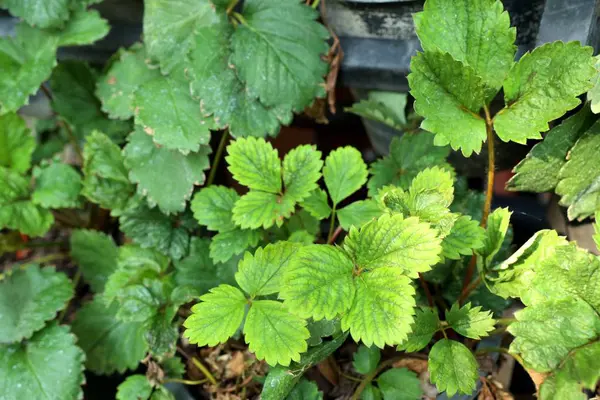 Strawberry plant in the garden — Stock Photo, Image