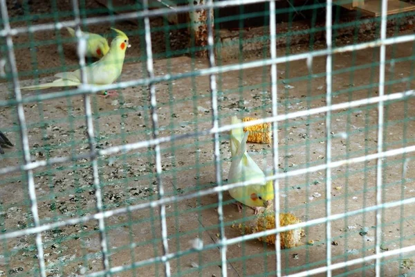 Parrot in a cage — Stock Photo, Image