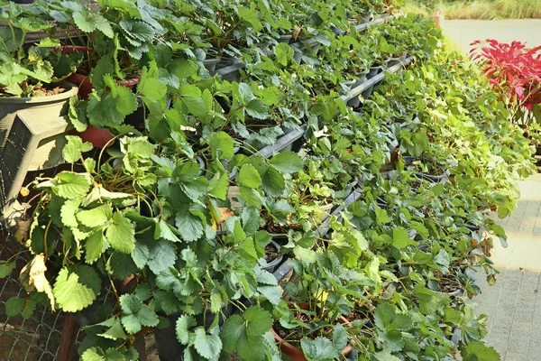 Strawberry plant in the garden