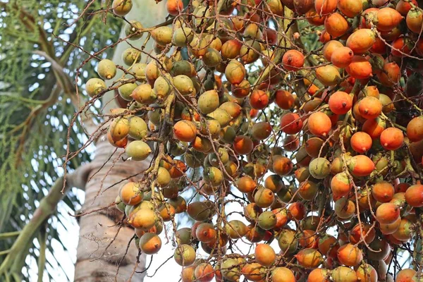 Tembul palmiye ağacı üzerinde — Stok fotoğraf