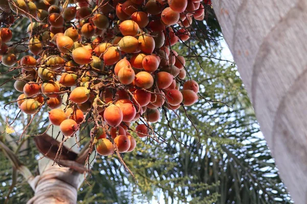 Palma di betel sull'albero — Foto Stock