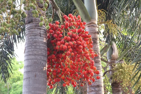 Tembul palmiye ağacı üzerinde — Stok fotoğraf