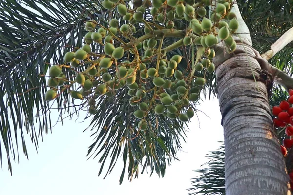 Palma di betel sull'albero — Foto Stock