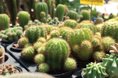 Satmak için güzel kaktüs