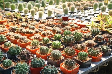 Satmak için güzel kaktüs