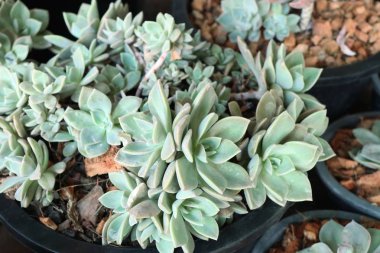 Calandiva ya da kaktüs satmak için