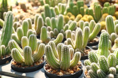 Satmak için güzel kaktüs