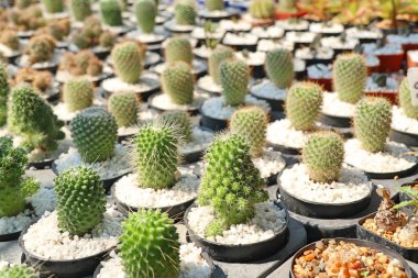 Satmak için güzel kaktüs