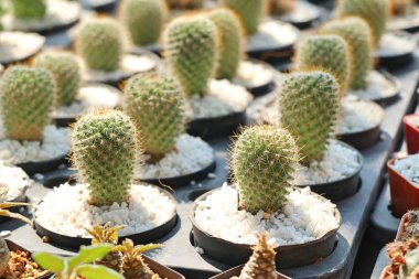 Satmak için güzel kaktüs