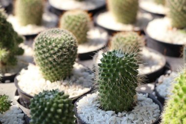 Satmak için güzel kaktüs