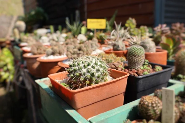 Bellissimo cactus in vendita — Foto Stock