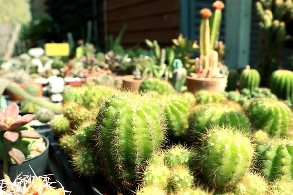 Bellissimo cactus in vendita — Foto Stock