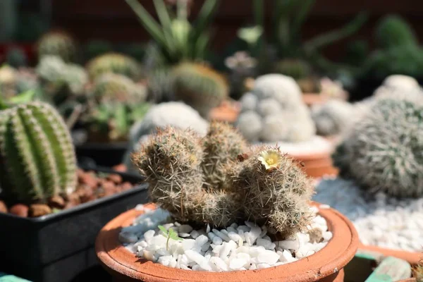 Beau cactus à vendre — Photo