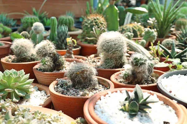 Bellissimo cactus in vendita — Foto Stock