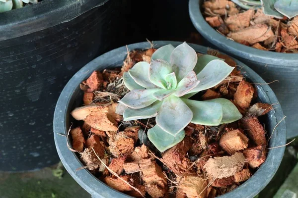 Calandiva o cactus in vendita — Foto Stock