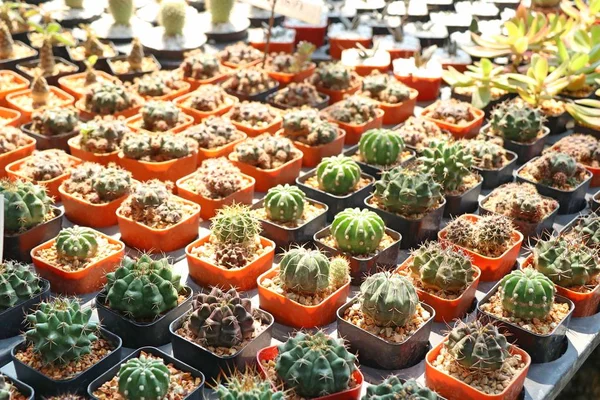 Eladó gyönyörű kaktusz — Stock Fotó