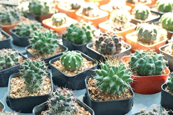 Mooie cactus voor verkopen — Stockfoto