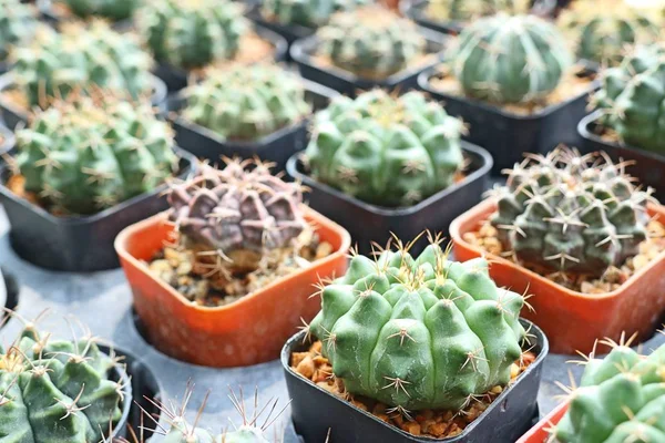 Piękny Kaktus na sprzedaż — Zdjęcie stockowe