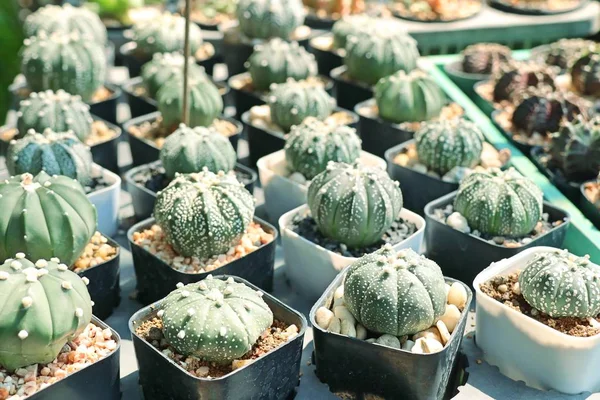 Vackra kaktus för Sälj — Stockfoto