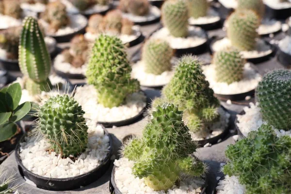 Mooie cactus voor verkopen — Stockfoto