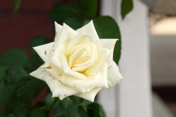 Όμορφο τριαντάφυλλο στα τροπικά — Φωτογραφία Αρχείου