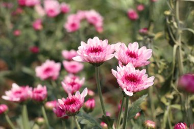 Tropikal kasımpatı çiçeği