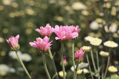 Tropikal kasımpatı çiçeği