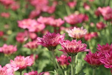 Tropikal kasımpatı çiçeği