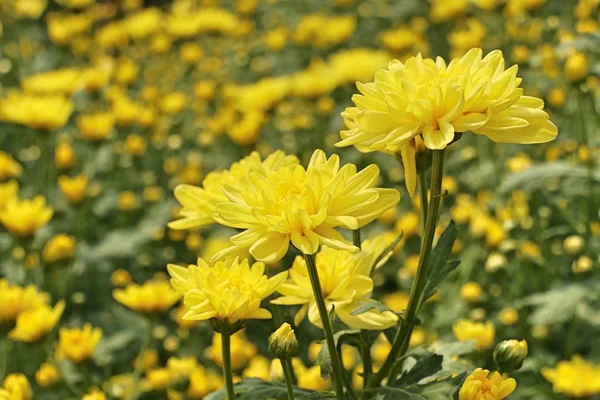 Krysantemum blomma i tropical — Stockfoto