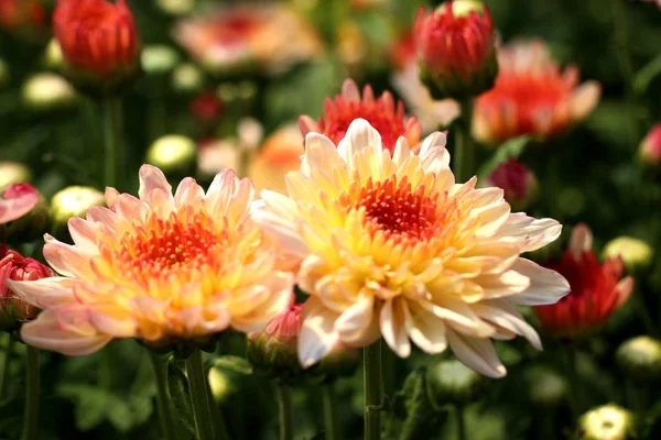 Fleur de chrysanthème en tropical — Photo