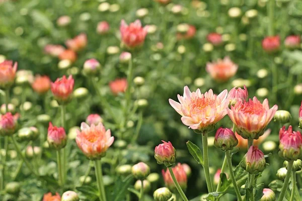 Chrysanthemenblüte in tropischen — Stockfoto