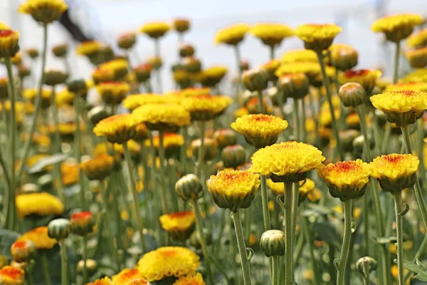 Krysantemum blomma i tropical — Stockfoto