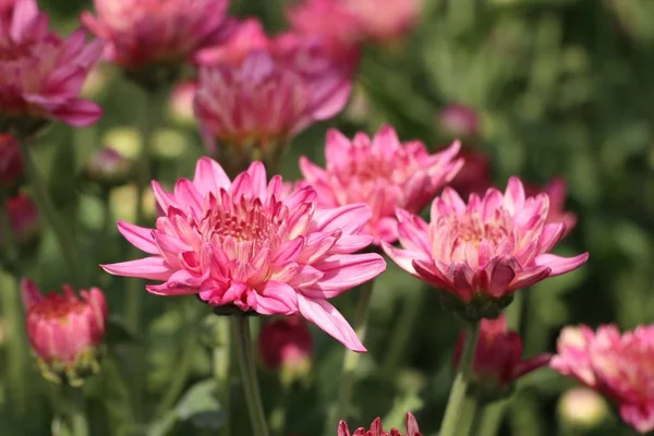 Flor de crisantemo en tropical — Foto de Stock