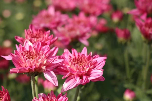 Chrysanthemenblüte in tropischen — Stockfoto