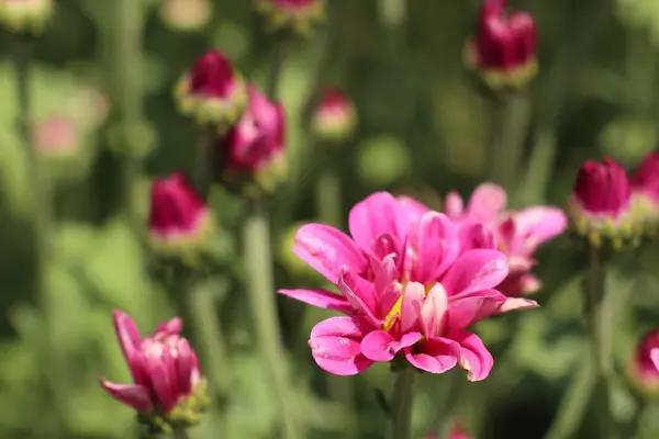 Chrysant in tropische bloem — Stockfoto