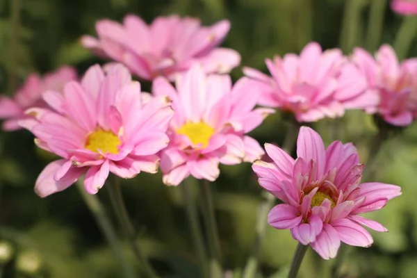 Chrysant in tropische bloem — Stockfoto