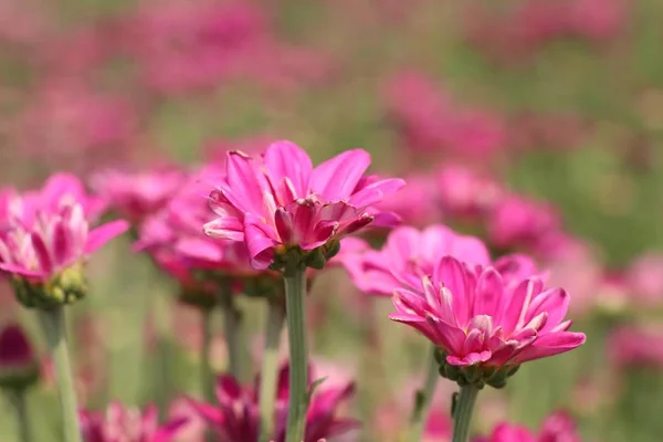 Chrysant in tropische bloem — Stockfoto