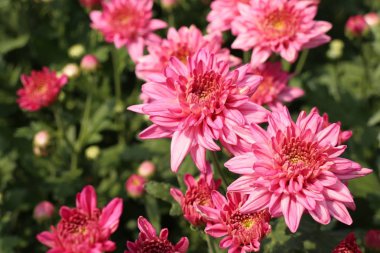 Tropikal kasımpatı çiçeği