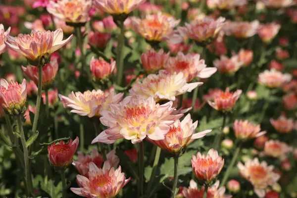 Fleur de chrysanthème en tropical — Photo