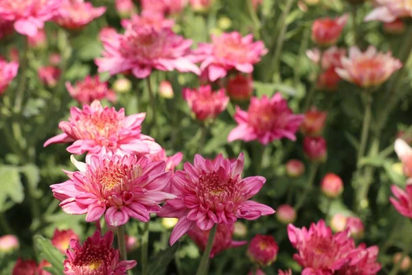 Chrysanthemenblüte in tropischen — Stockfoto