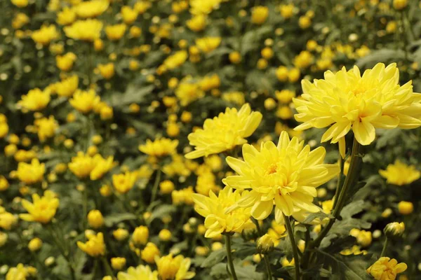 Fleur de chrysanthème en tropical — Photo