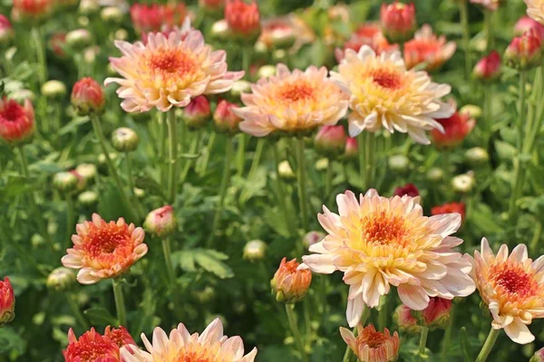 Fleur de chrysanthème en tropical — Photo